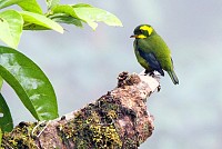 BIRDING HIGHLIGHTS IN VIETNAM (20 days)