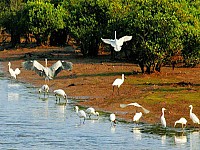 GRAND BIRDING TOUR IN VIETNAM (27 days)